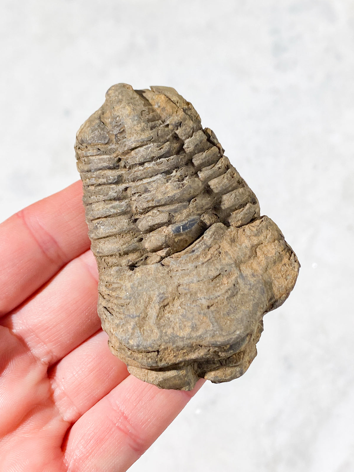 Trilobit Fossil (Nr. 7)