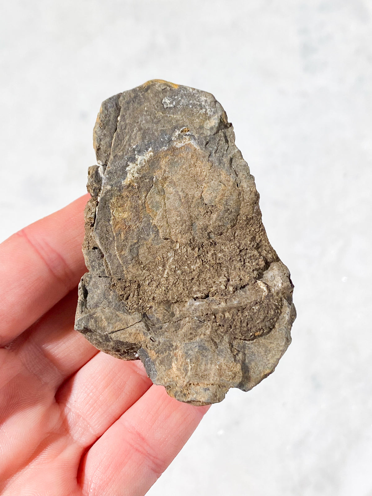 Trilobit Fossil (Nr. 7)