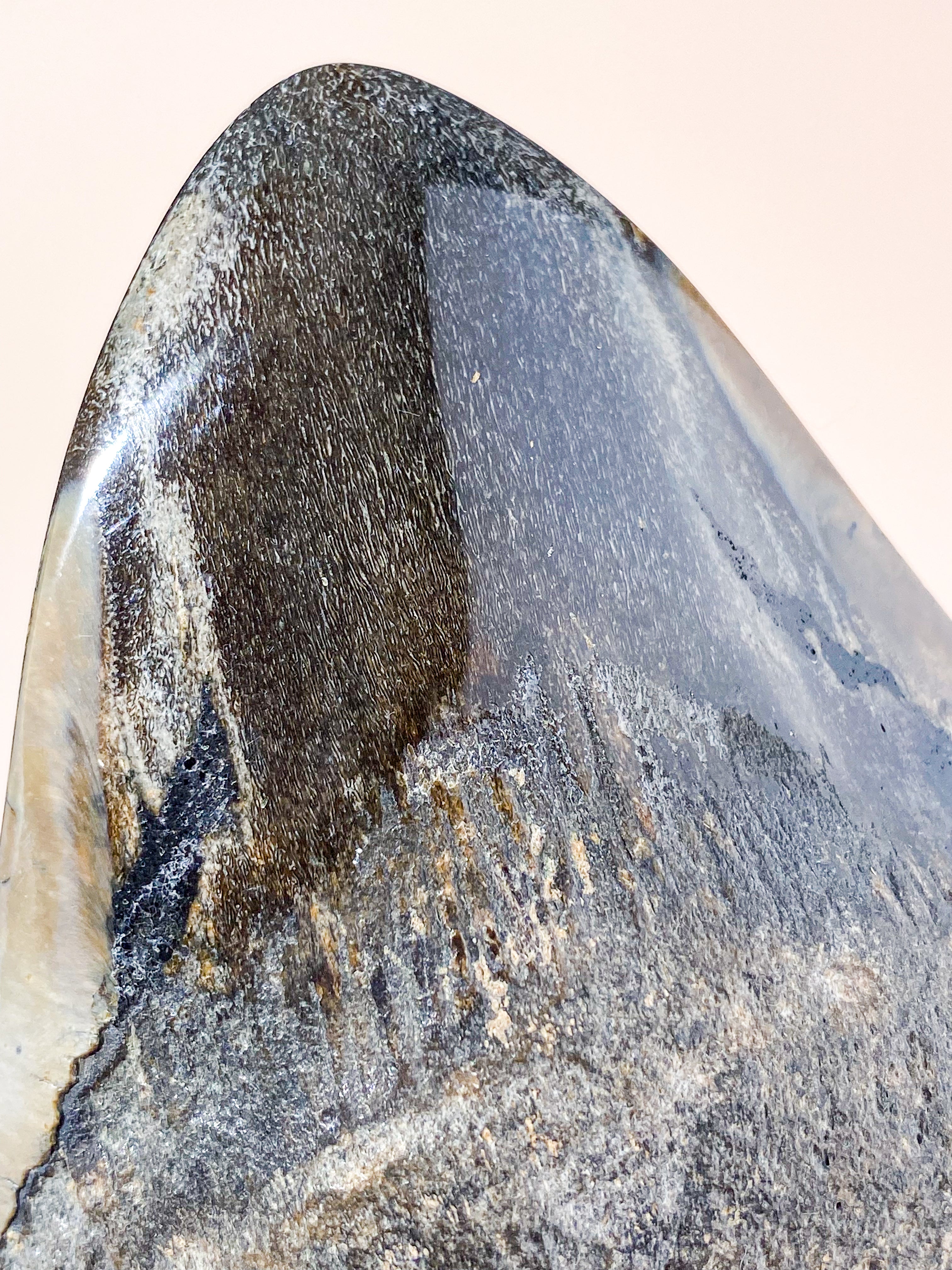 Stor Megalodon Tand Fossil (Nr. 2)