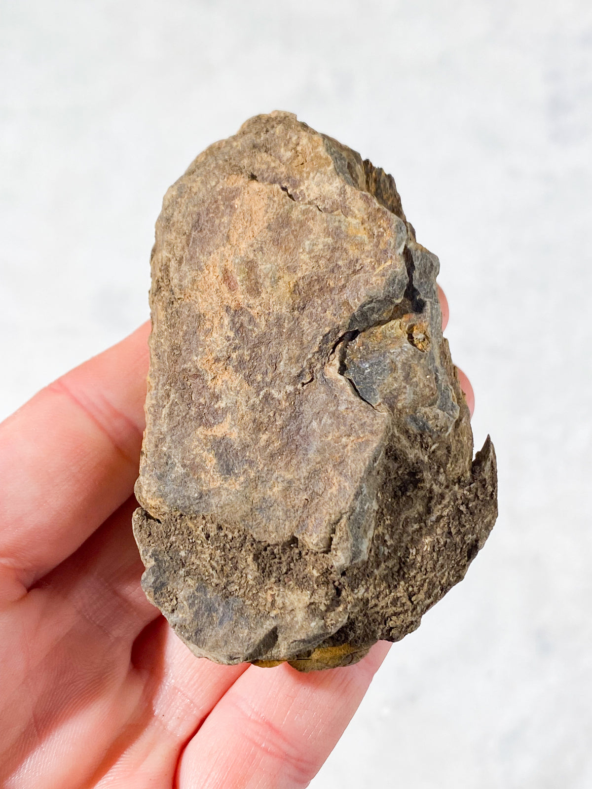 Trilobitfossil (nr 9)