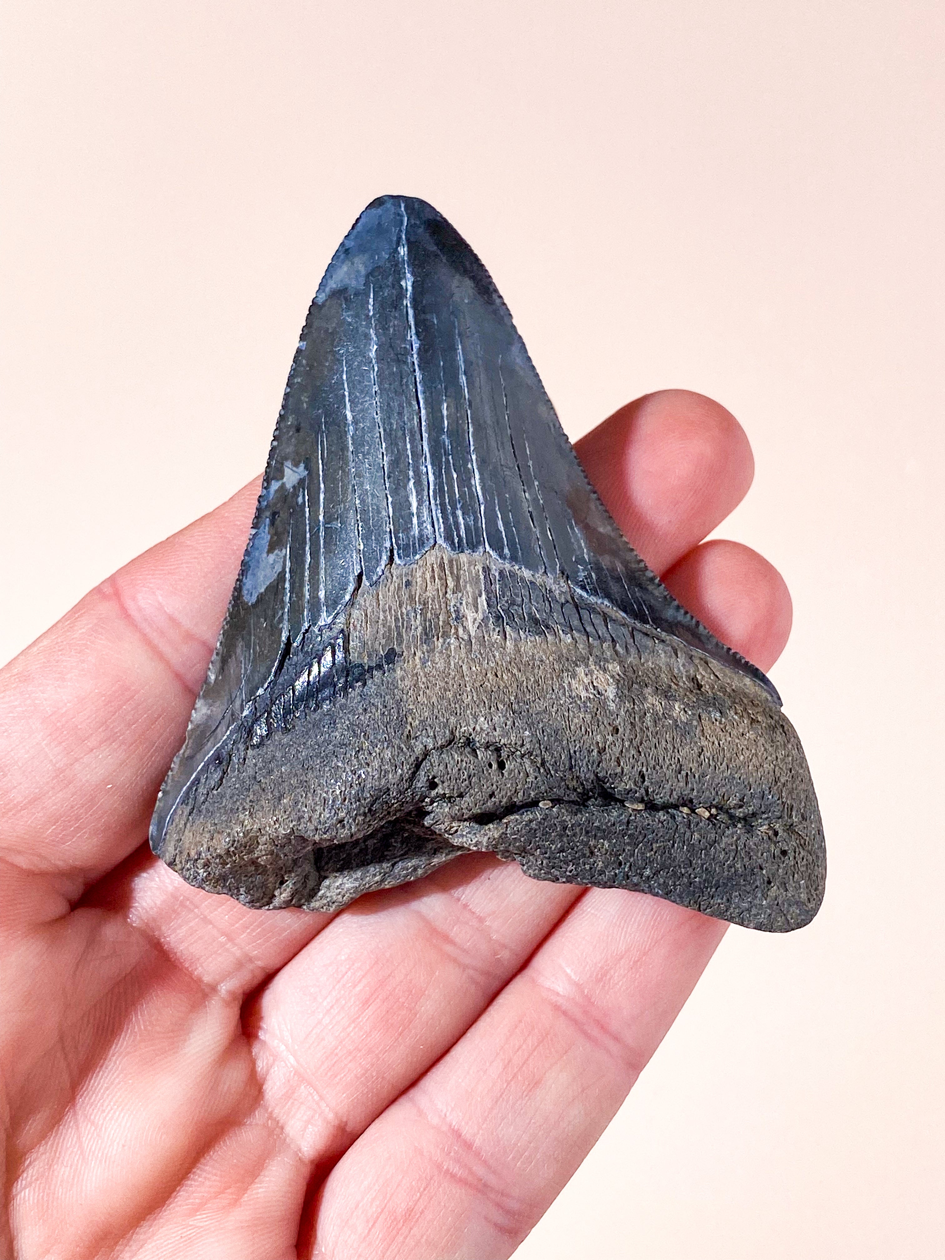 Megalodon Tand Fossil (Nr. 4)