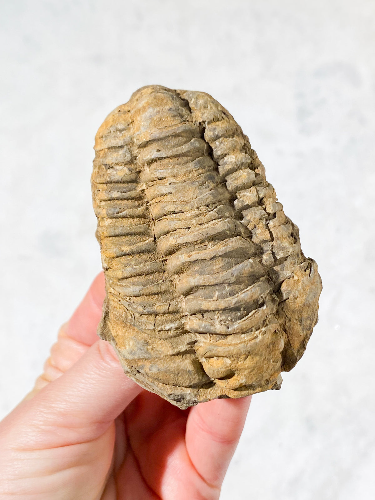 Trilobit Fossil (Nr. 10)