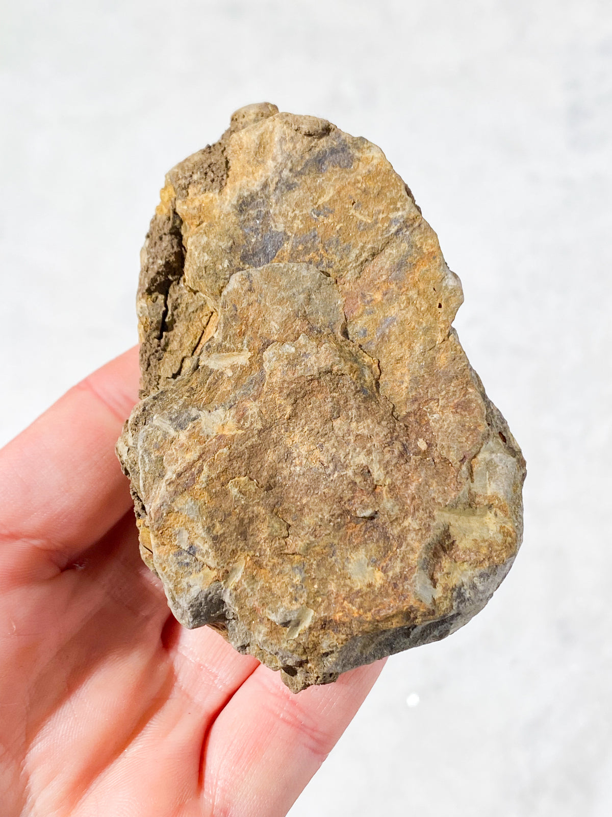 Trilobit Fossil (Nr. 10)