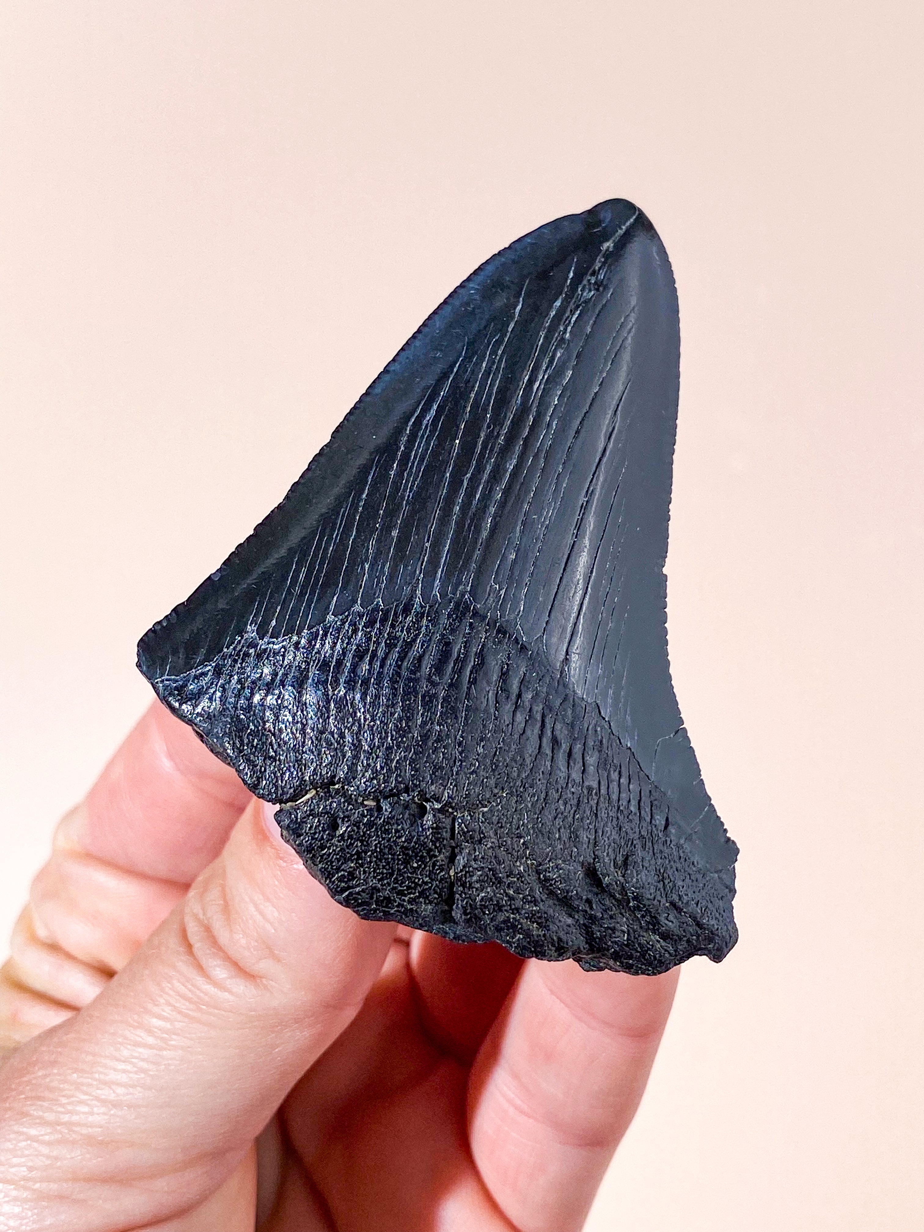 Megalodon Tand Fossil (Nr. 6)