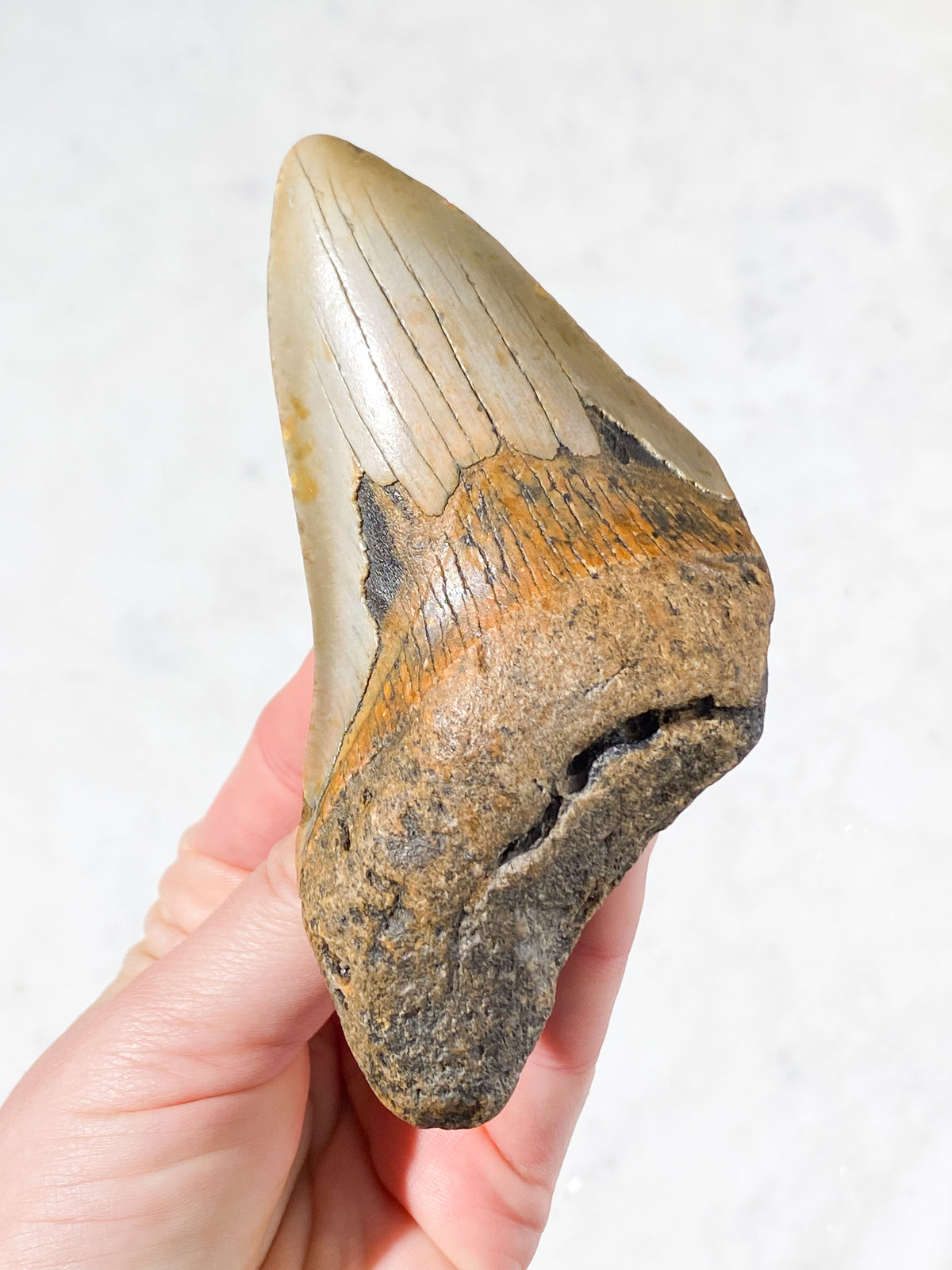 Megalodontand-fossil (nr 5)