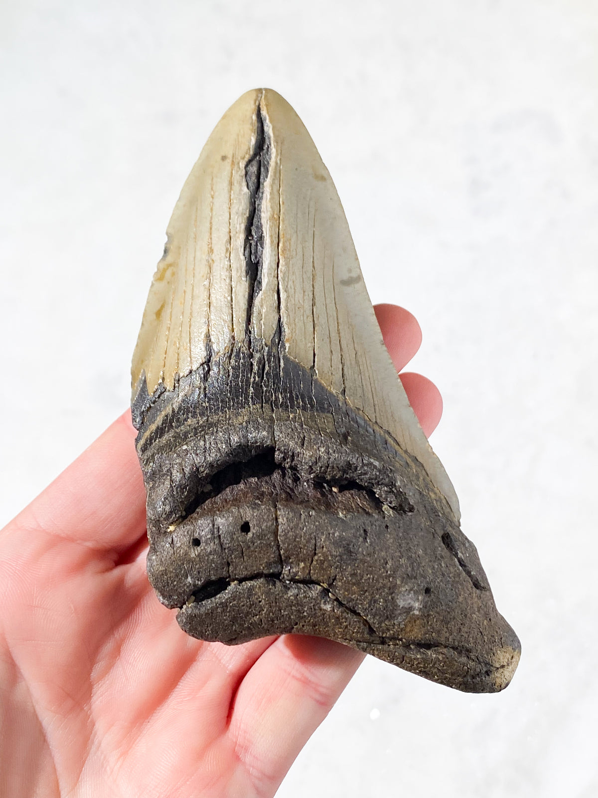 Megalodon Tand Fossil (Nr. 6)