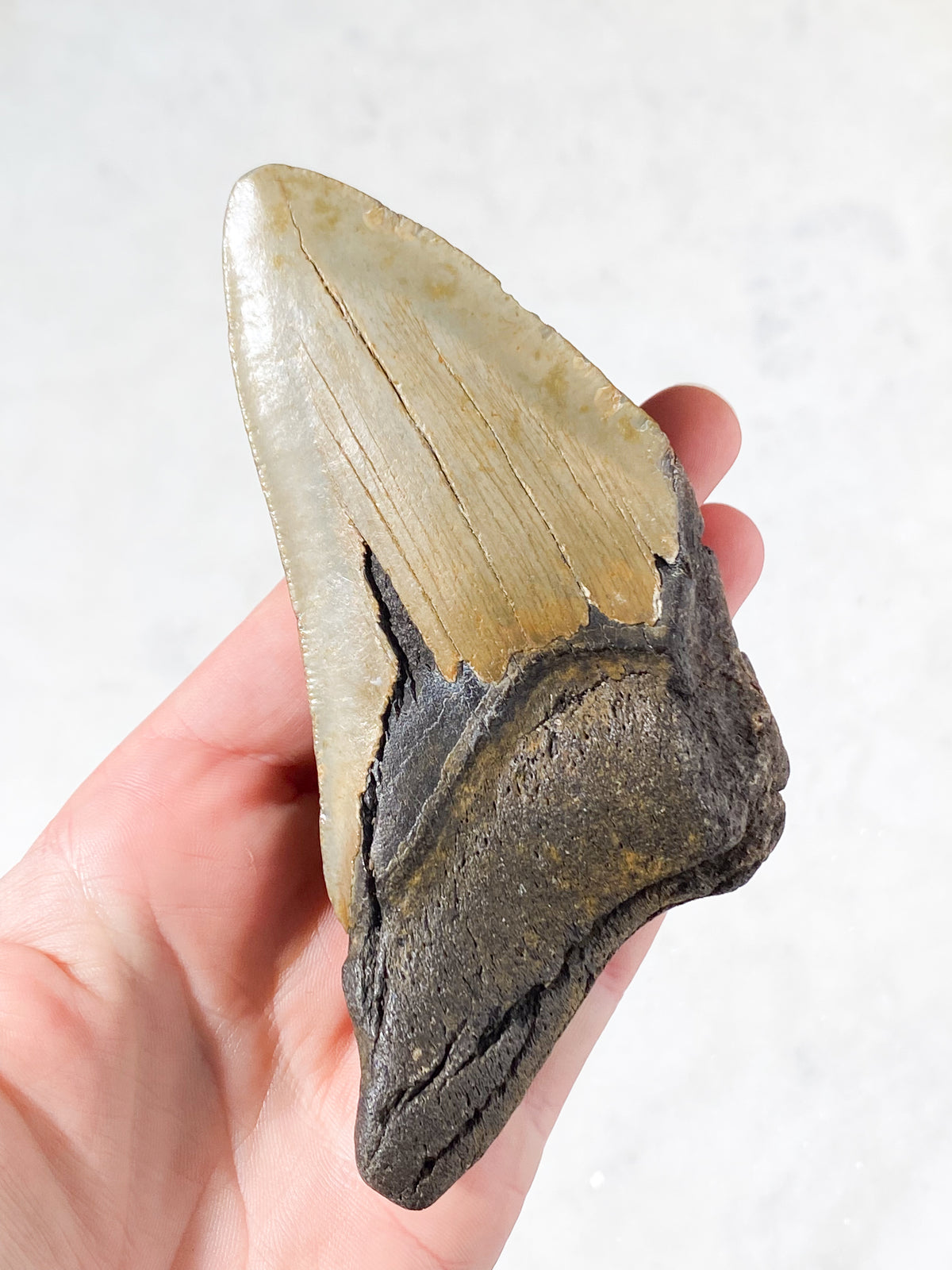 Megalodon Tand Fossil (Nr. 6)