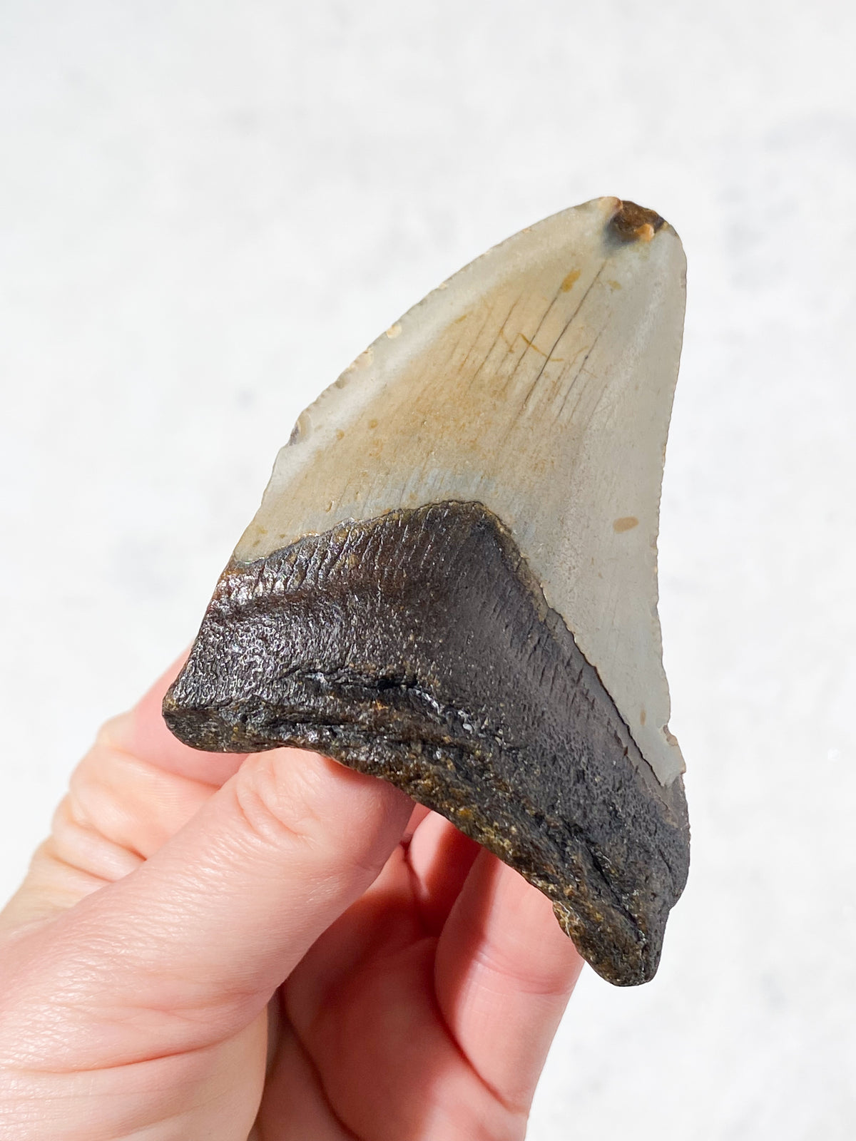 Megalodon Tand Fossil (Nr. 11)