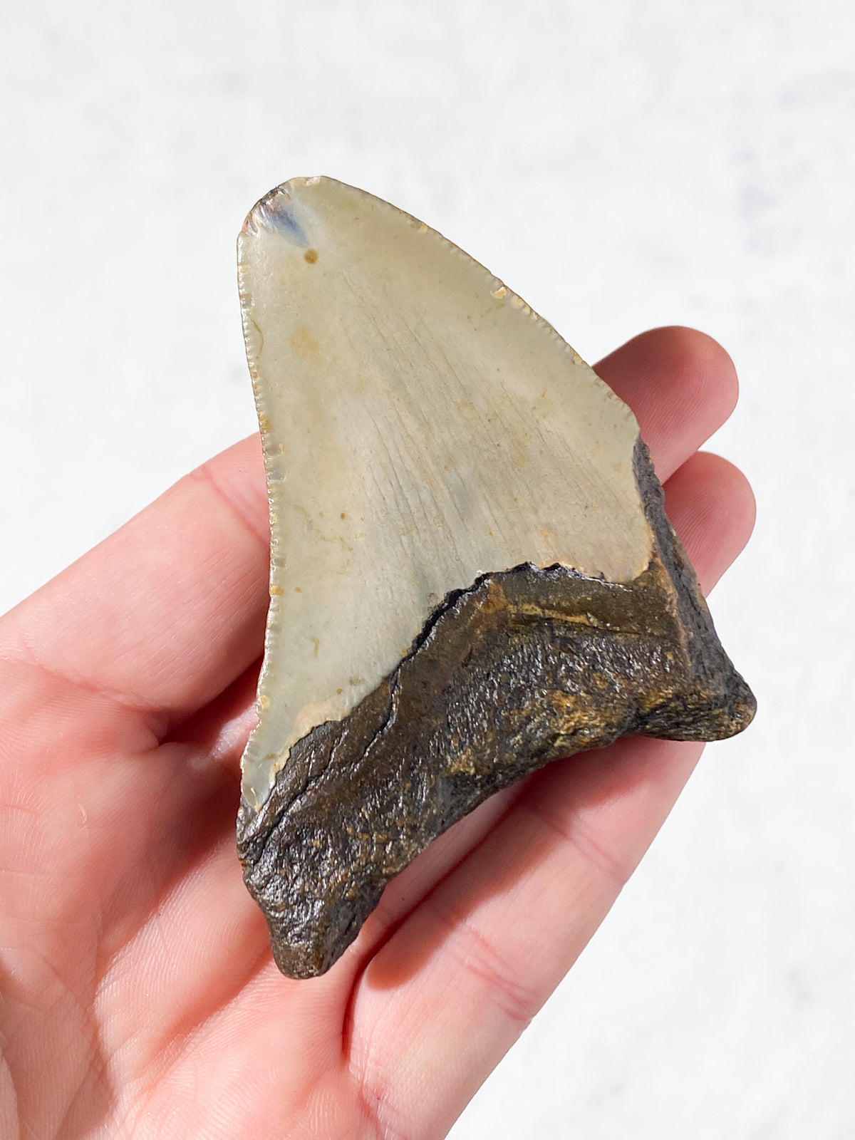 Megalodon Tand Fossil (Nr. 11)