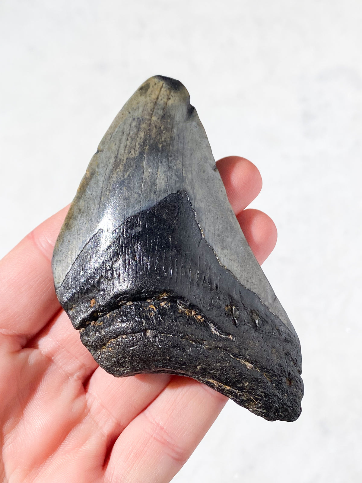 Megalodon Tand Fossil (Nr. 14)