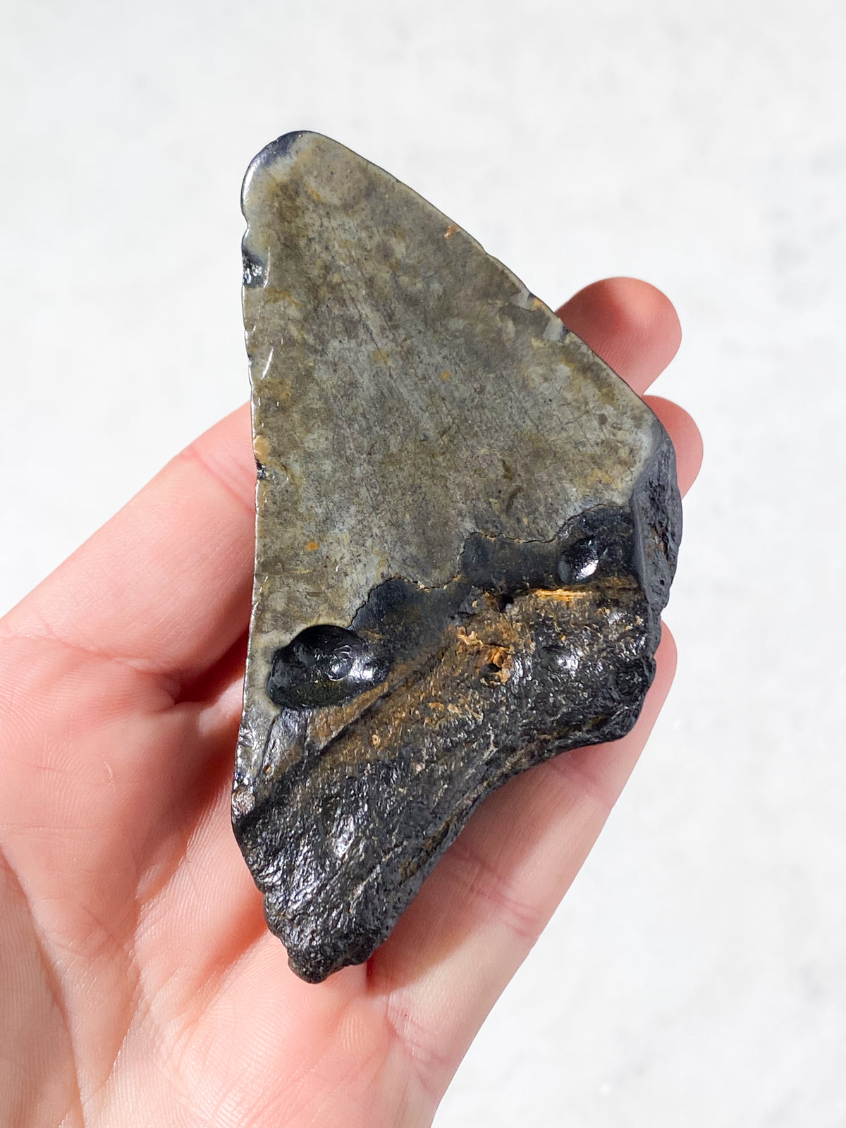 Megalodon Tand Fossil (Nr. 14)