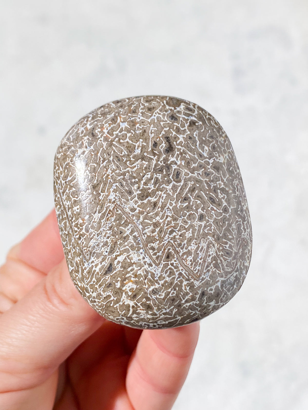 Atlasaurus Dinosaur Fossil Knogle Palmstone (Nr. 5)