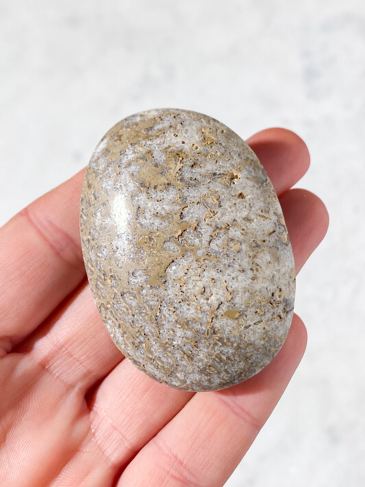Atlasaurus Dinosaur Fossil Knogle Palmstone (Nr. 6)