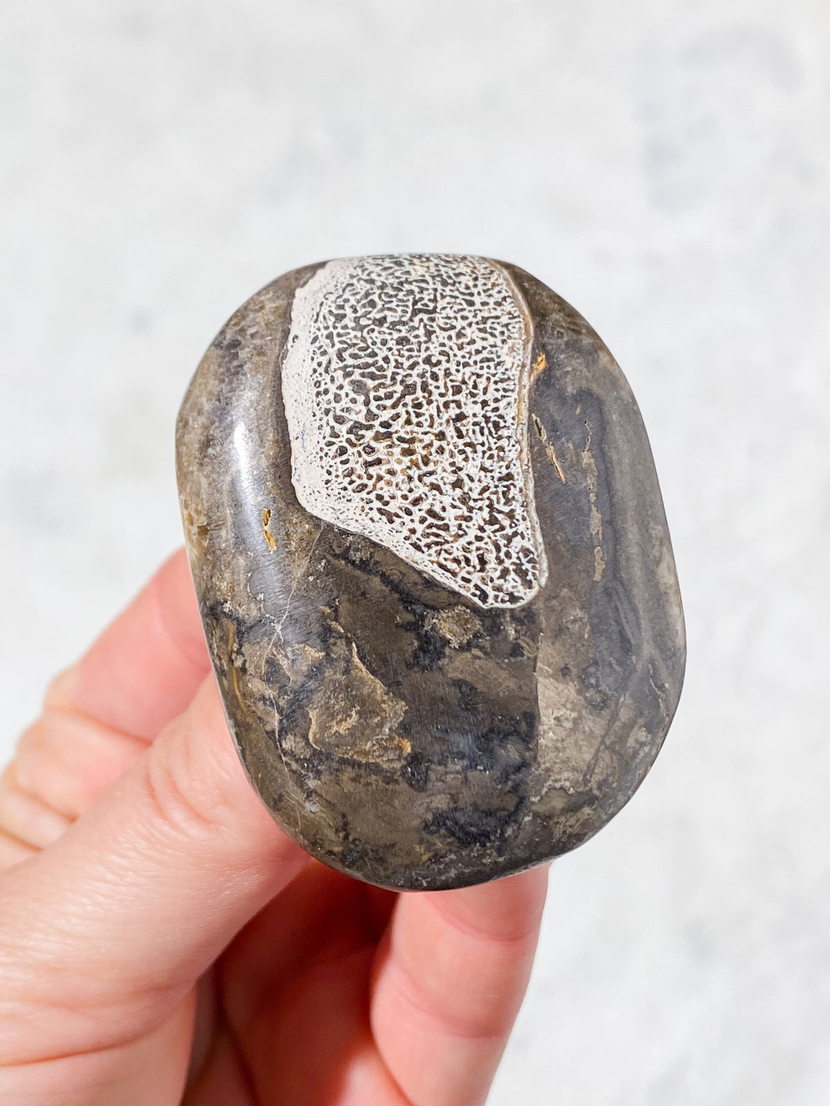 Atlasaurus Dinosaur Fossil Knogle Palmstone (Nr. 7)