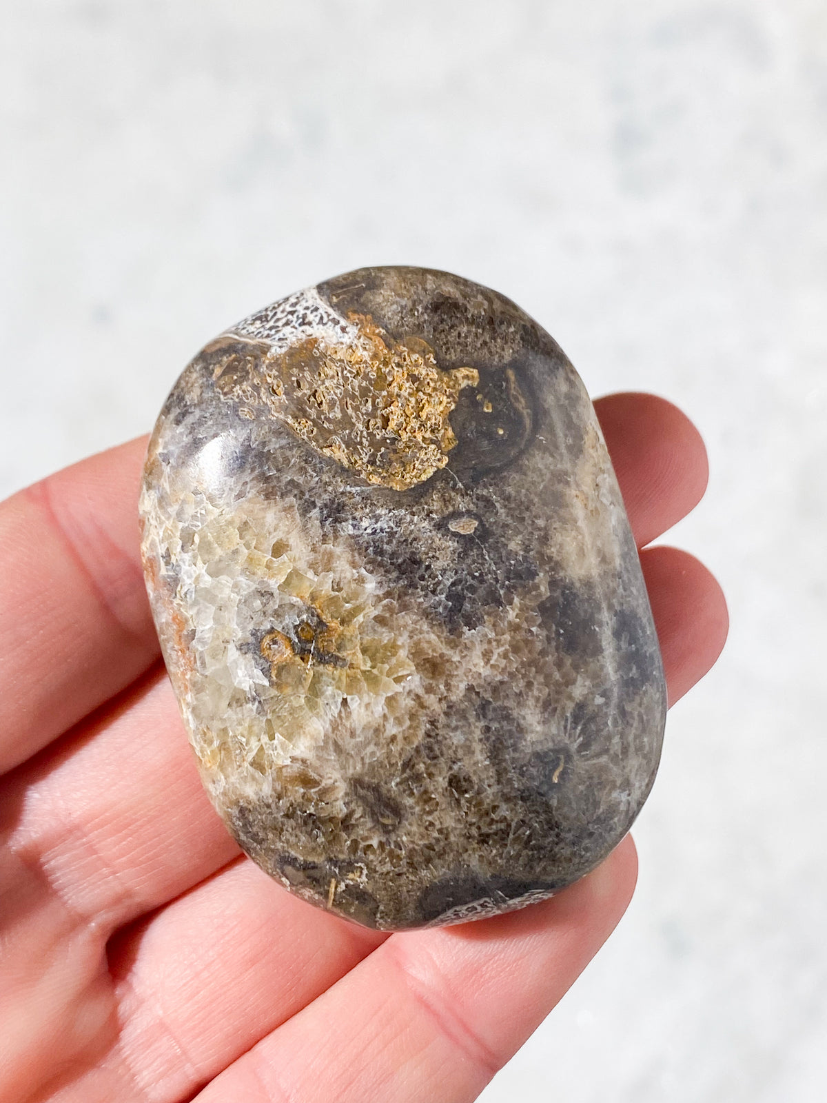 Atlasaurus Dinosaur Fossil Knogle Palmstone (Nr. 7)