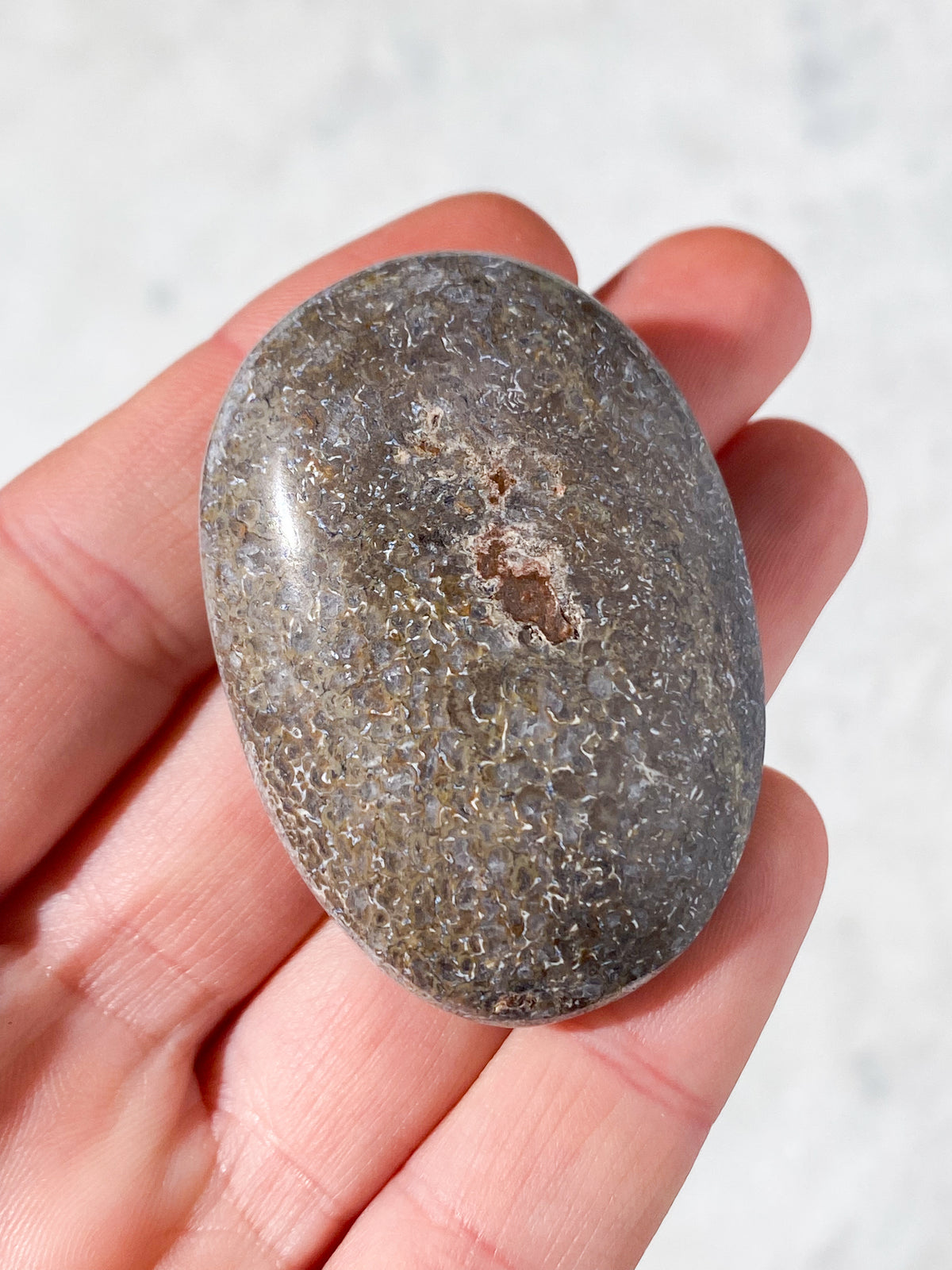 Atlasaurus Dinosaur Fossil Knogle Palmstone (Nr. 8)