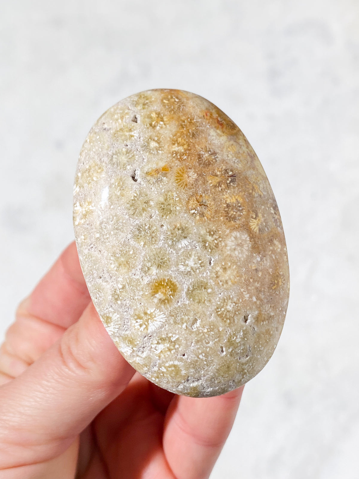 Korallrotsfossil Palmstone (Nr 1)