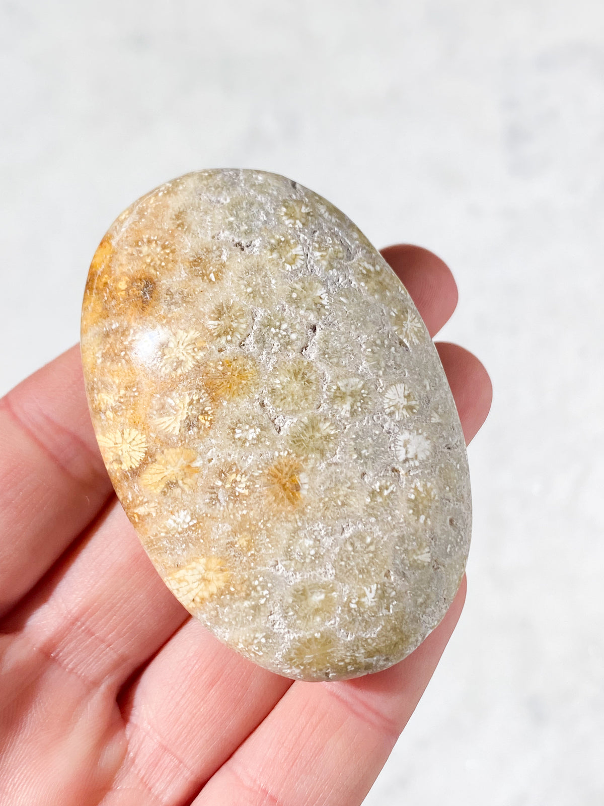 Korallrotsfossil Palmstone (Nr 1)