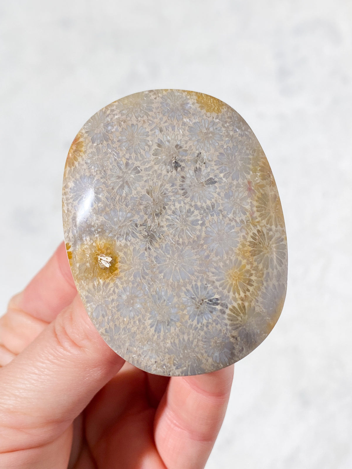Koralrods Fossil Palmstone (Nr. 2)