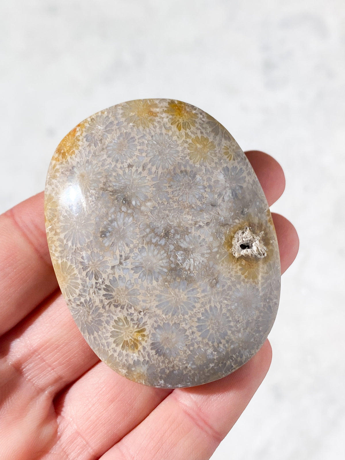 Koralrods Fossil Palmstone (Nr. 2)