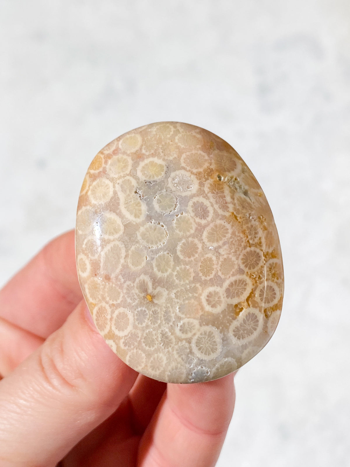 Koralrods Fossil Palmstone (Nr. 5)