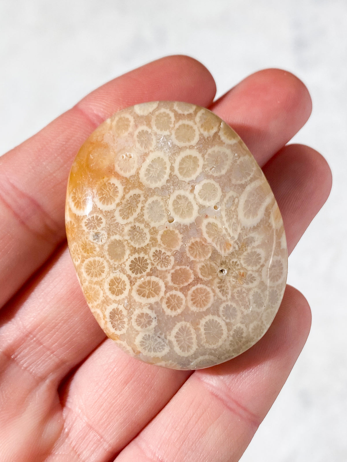 Koralrods Fossil Palmstone (Nr. 5)