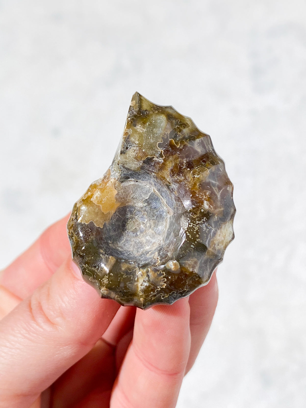 Douvilleiceras Ammonit Fossil (Nr. 1)