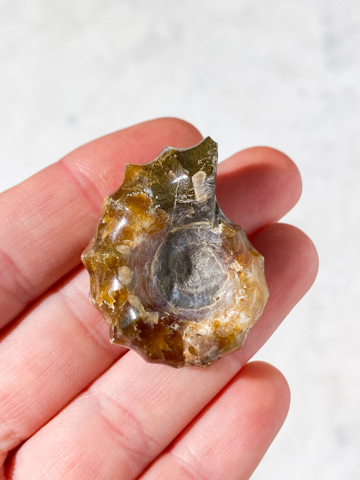 Douvilleiceras Ammonit Fossil (Nr. 2)