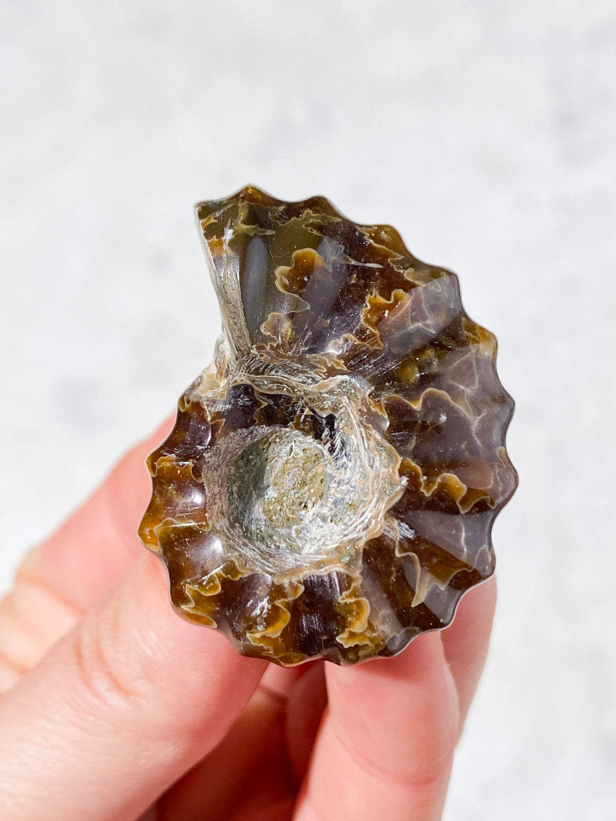 Douvilleiceras Ammonit Fossil (Nr. 3)