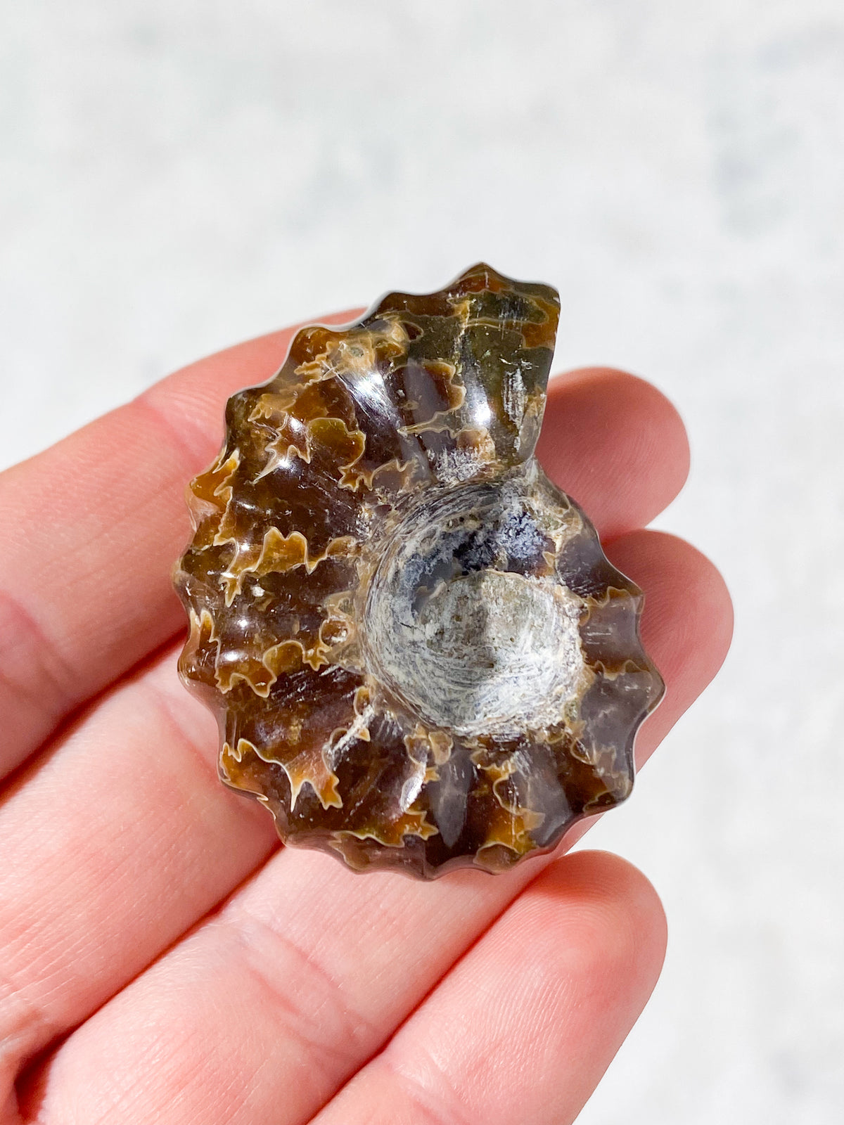 Douvilleiceras Ammonit Fossil (Nr. 3)