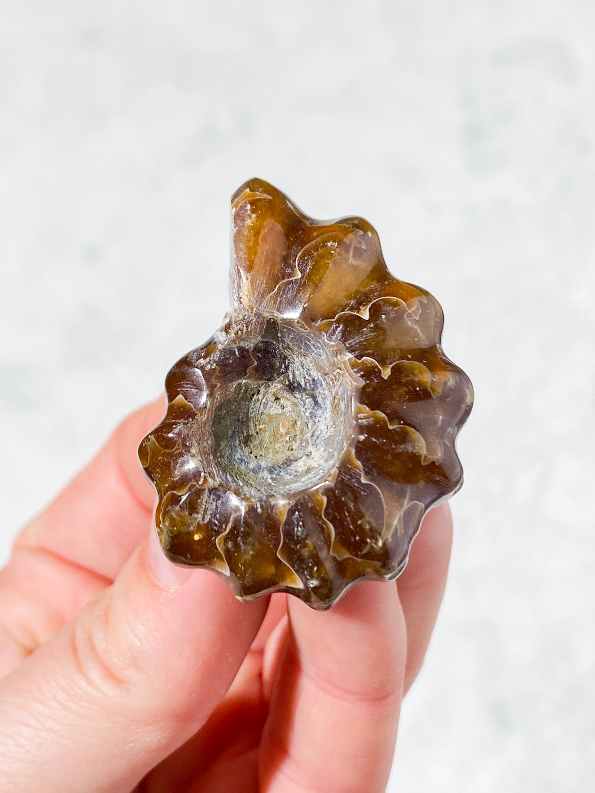 Douvilleiceras Ammonit Fossil (Nr. 4)