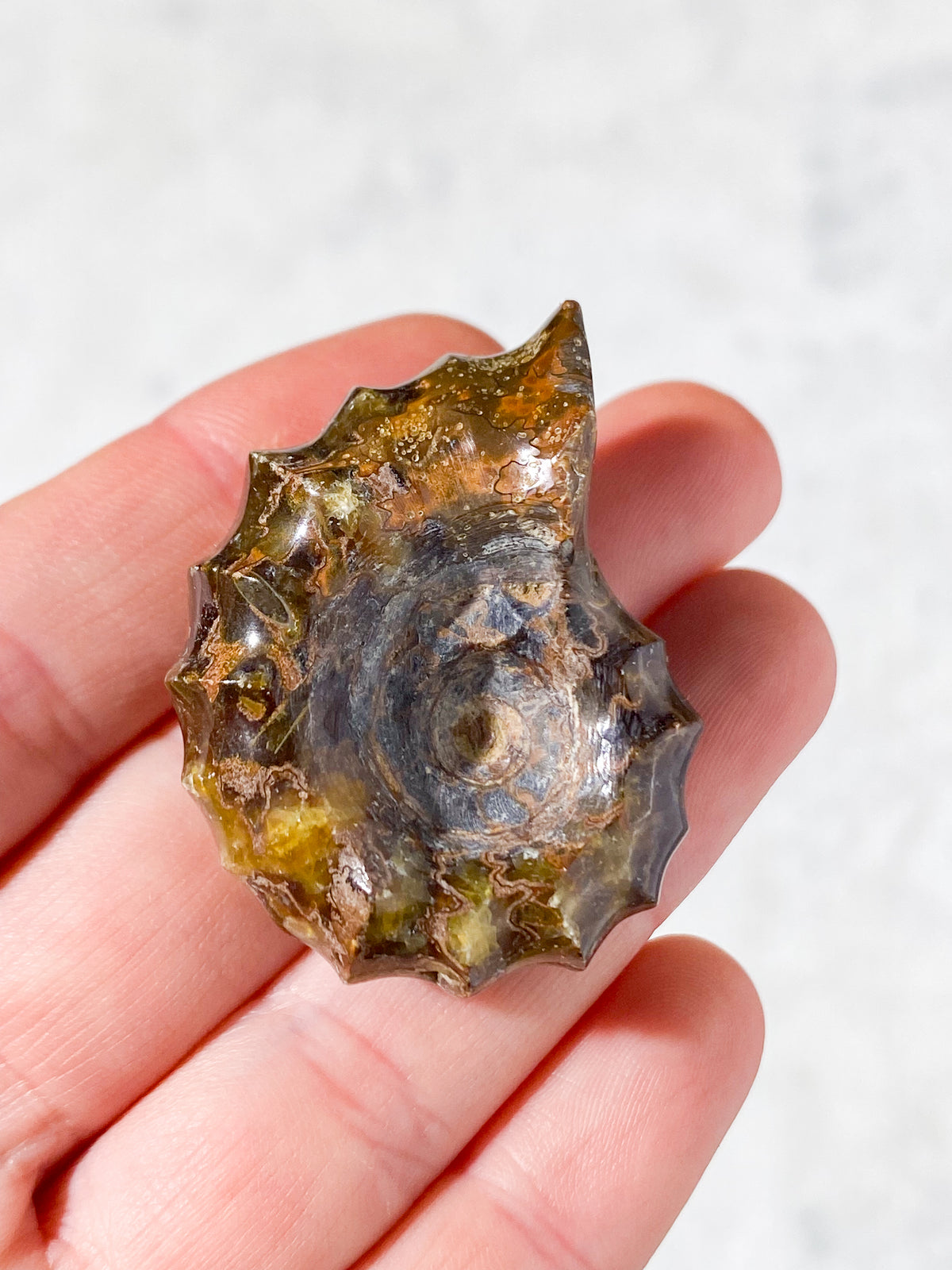 Douvilleiceras Ammonit Fossil (Nr. 7)