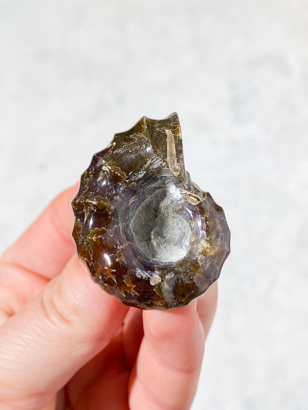 Douvilleiceras Ammonit Fossil (Nr. 8)
