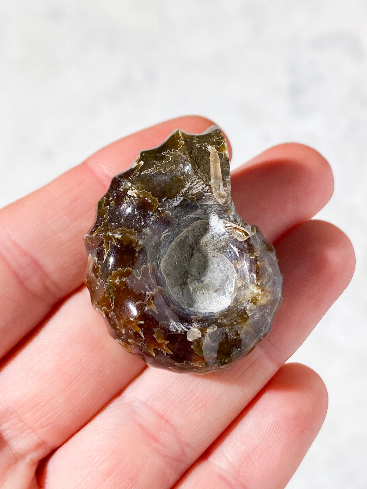 Douvilleiceras Ammonit Fossil (Nr. 8)