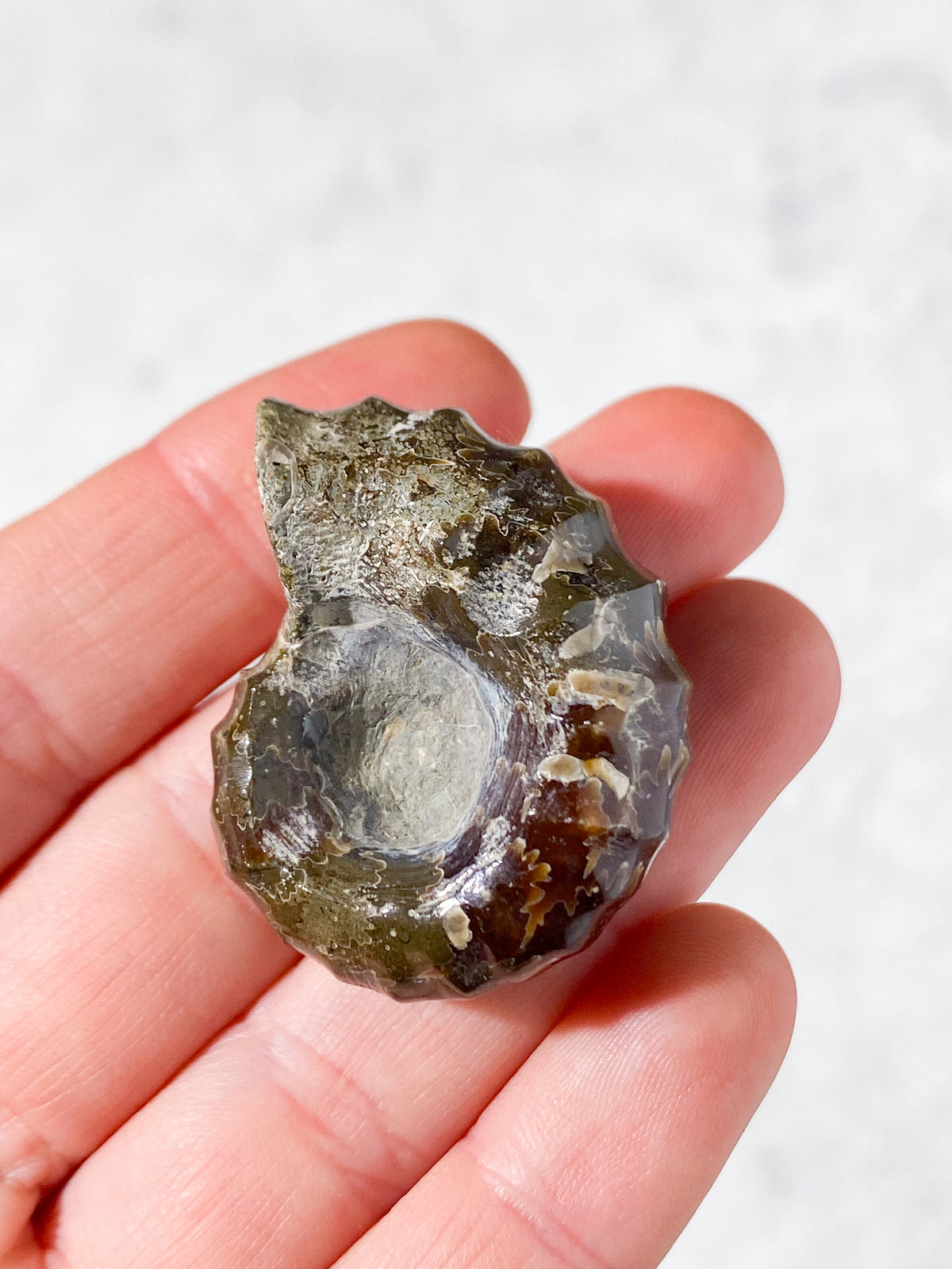 Douvilleiceras Ammonit Fossil (Nr. 8)