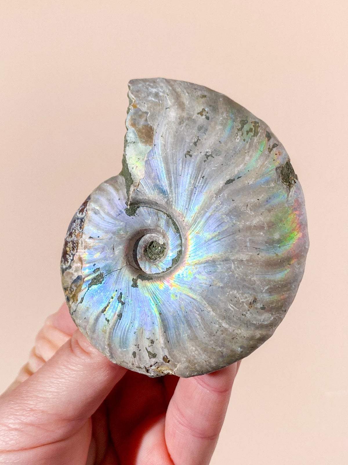 Regnbågsammonitfossil (Nr 2)