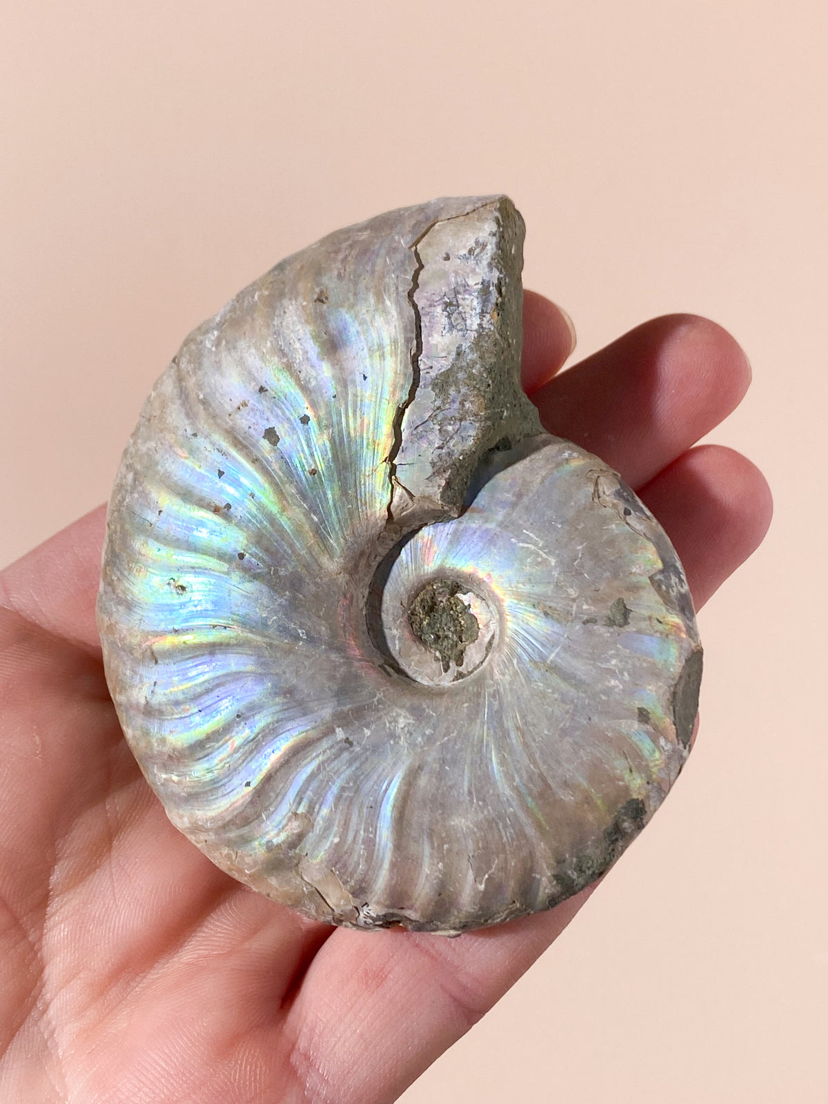 Regnbågsammonitfossil (Nr 2)
