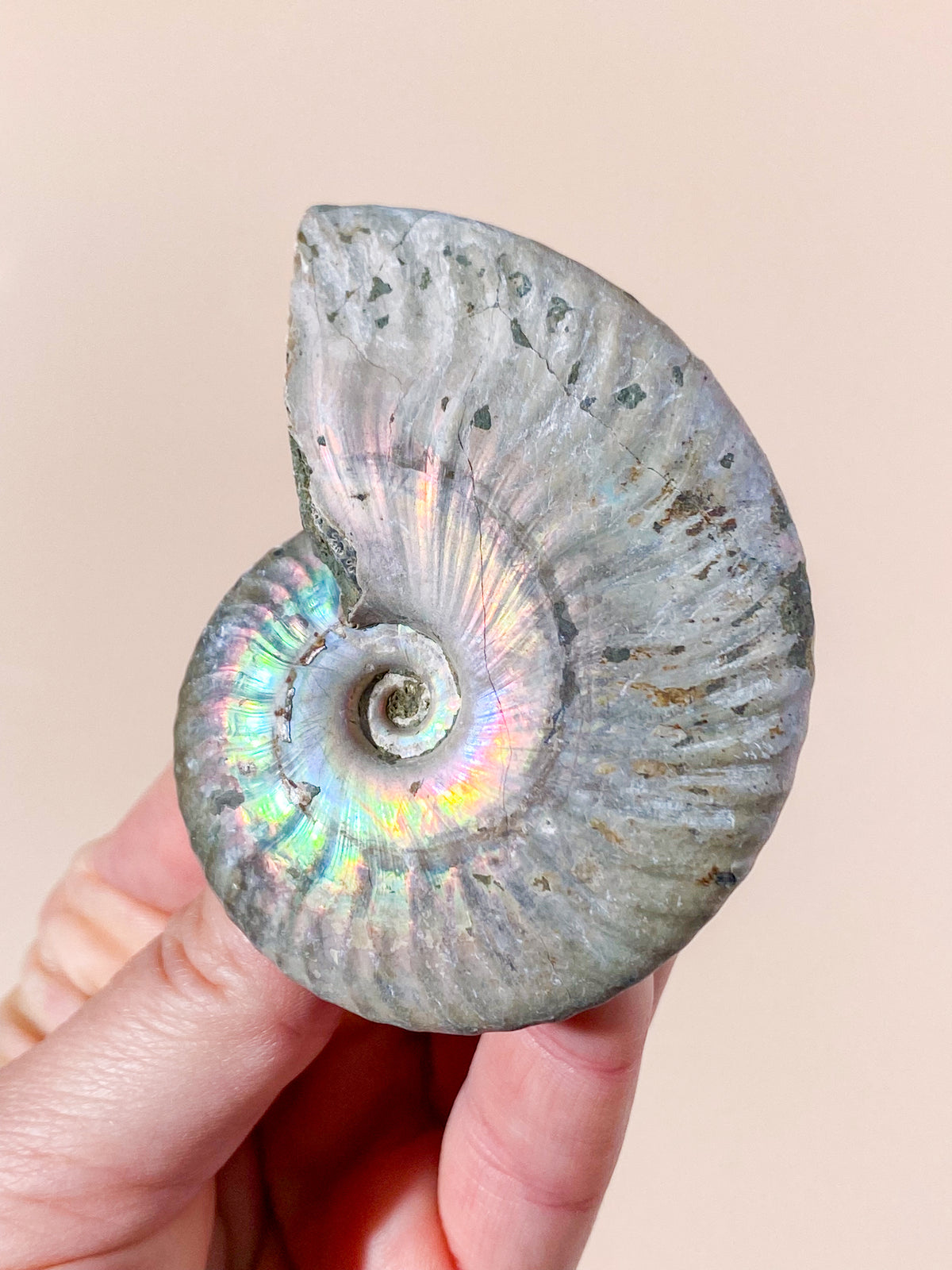 Regnbue Ammonit Fossil (Nr. 3)