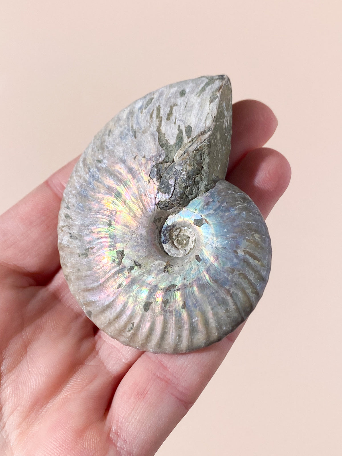 Regnbue Ammonit Fossil (Nr. 3)