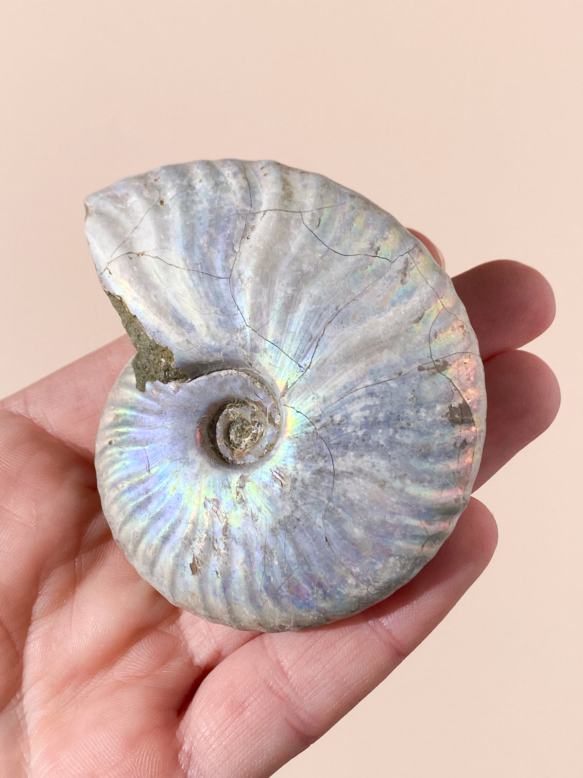 Regnbue Ammonit Fossil (Nr. 5)