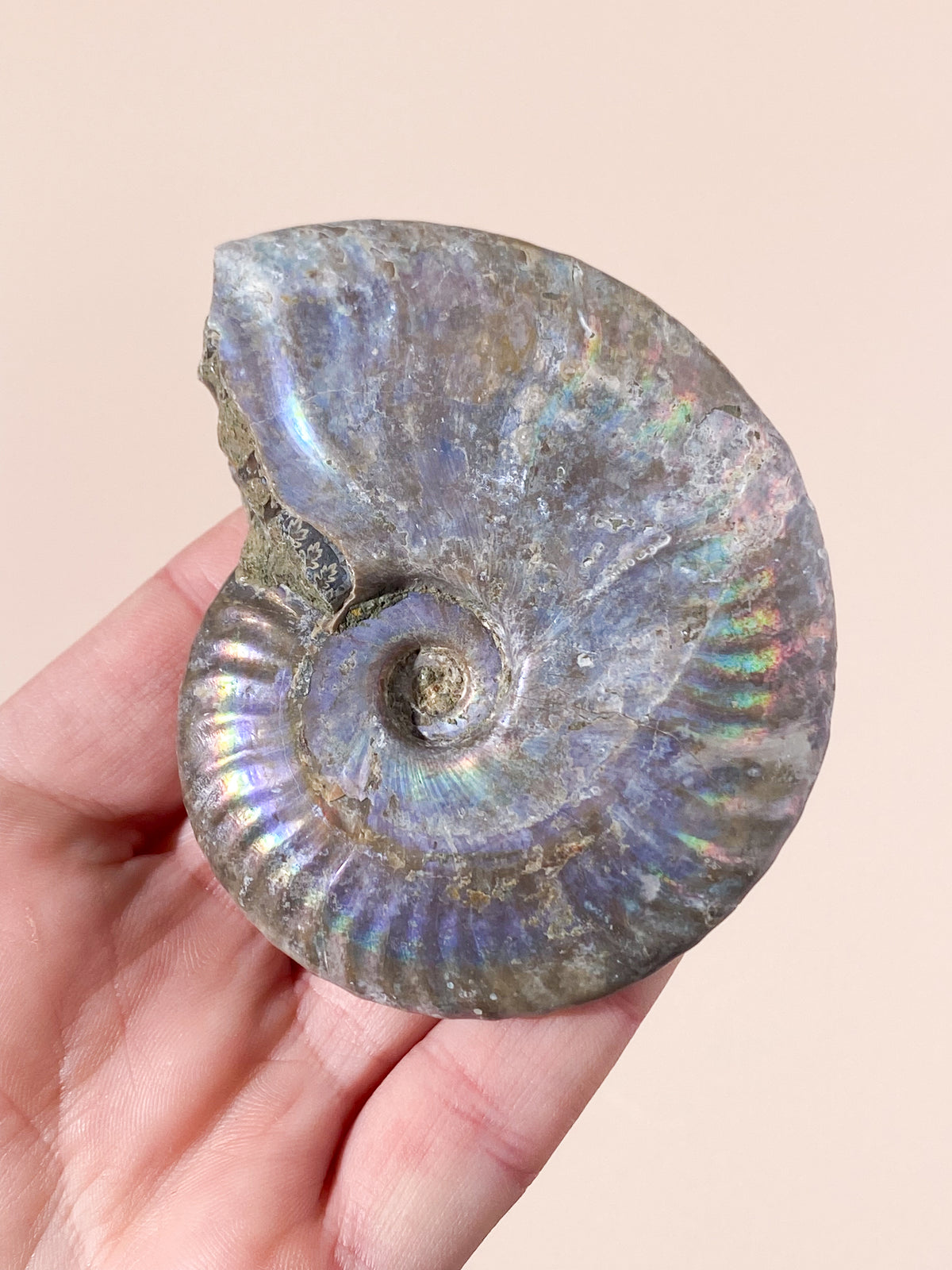 Regnbue Ammonit Fossil (Nr. 6)