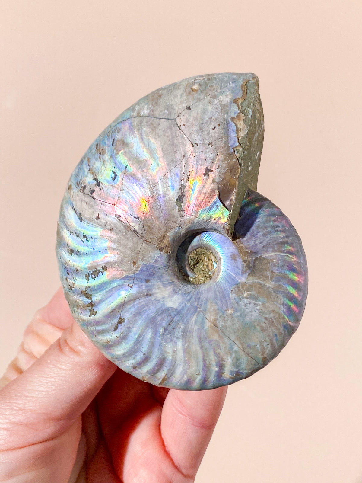 Regnbue Ammonit Fossil (Nr. 8)