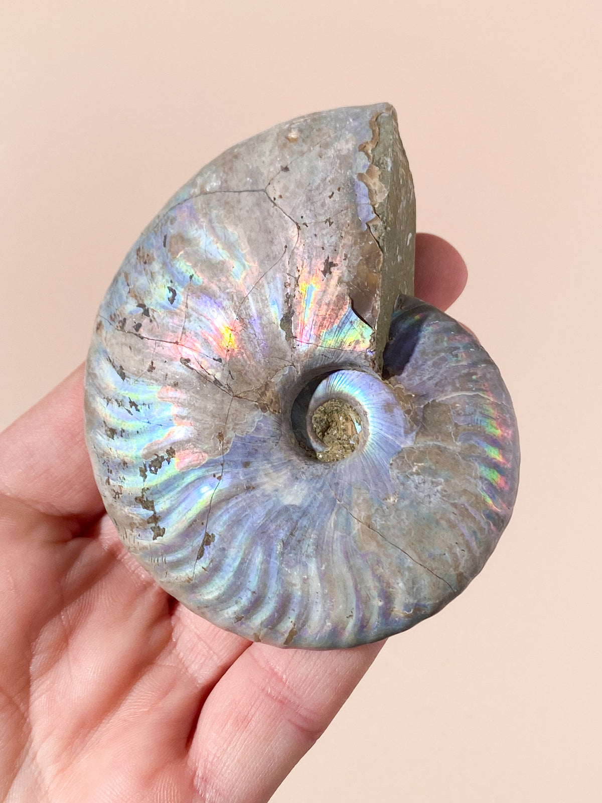 Regnbue Ammonit Fossil (Nr. 8)