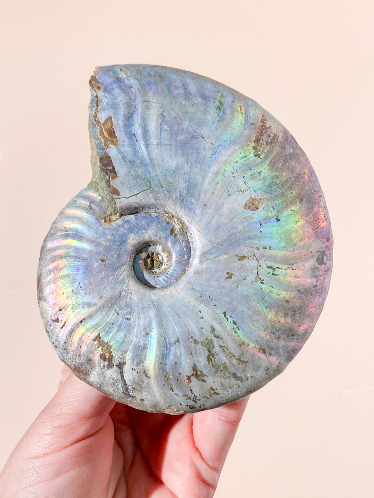 Regnbågsammonitfossil (Nr 10)