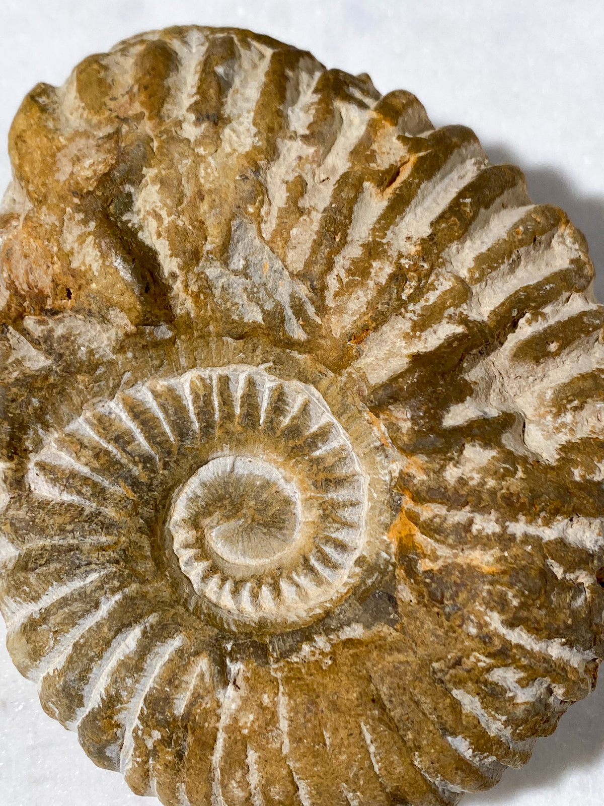 Ammonit Fossil (Nr. 6)