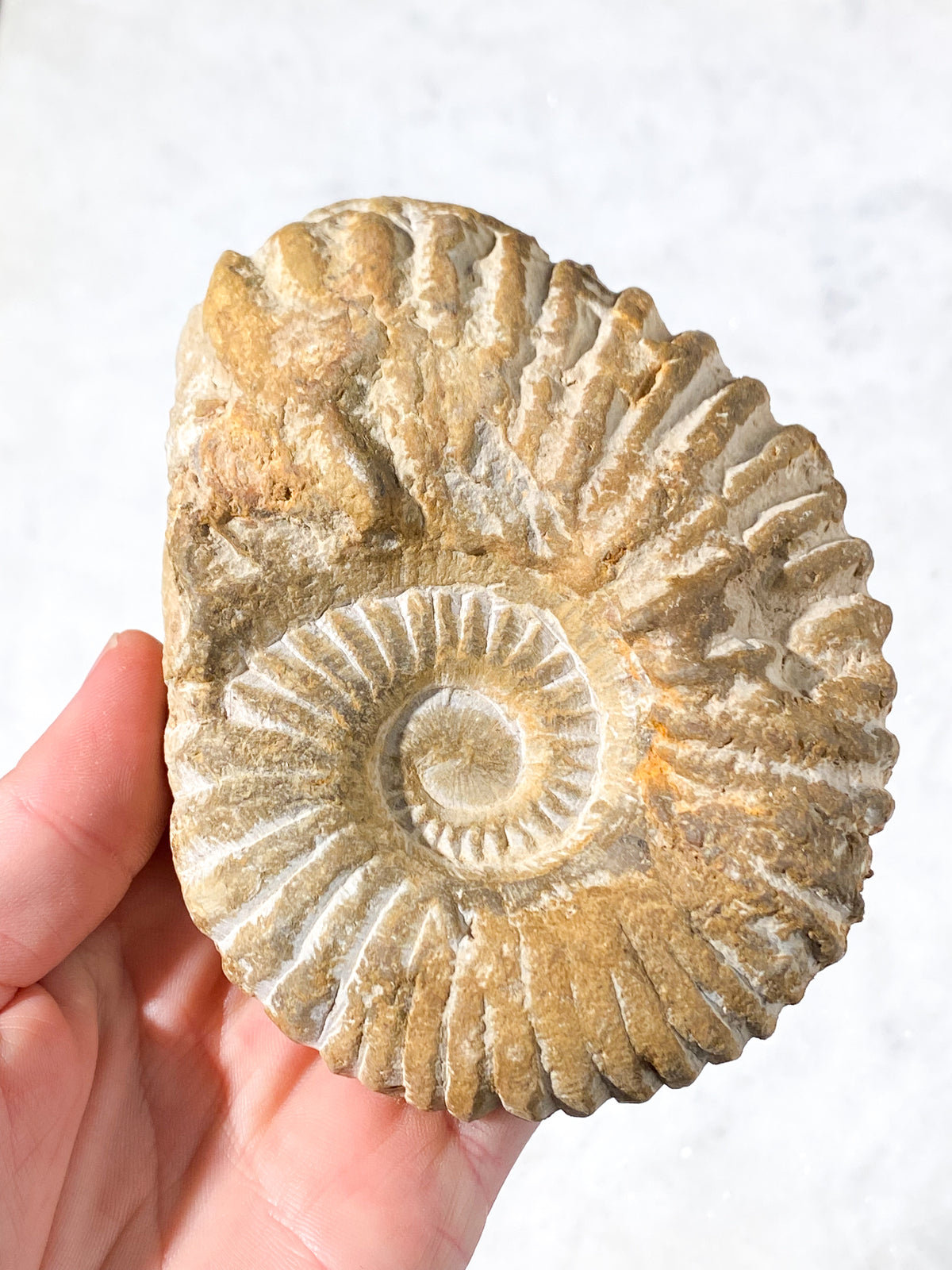 Ammonit Fossil (Nr. 6)