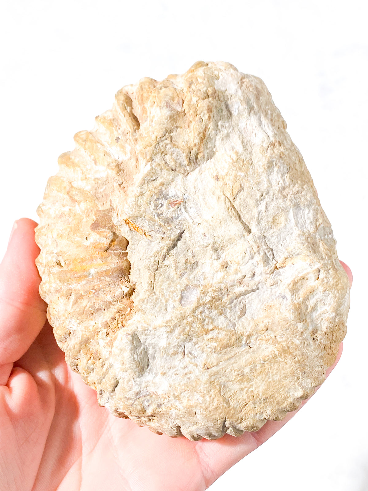 Ammonit Fossil (Nr. 6)