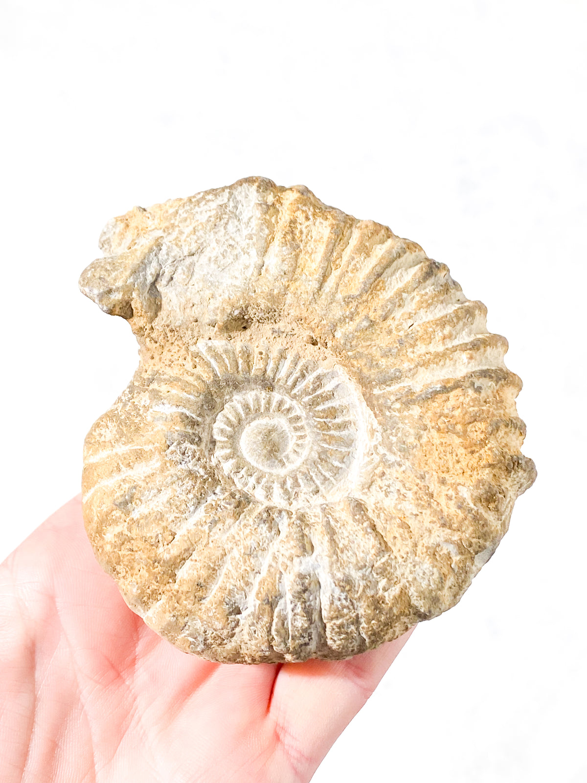 Ammonit Fossil (Nr. 7)