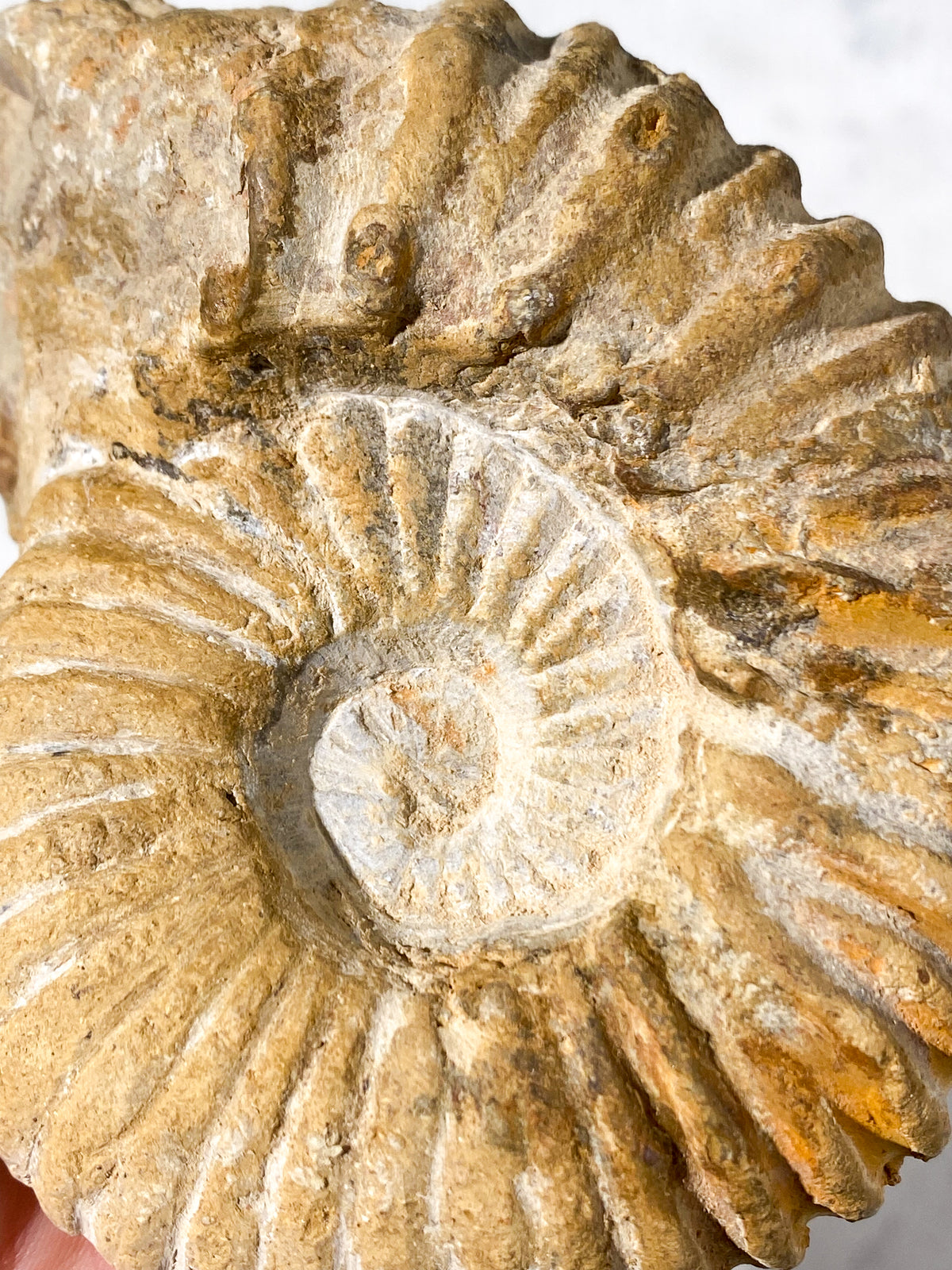TOM (Kopia) (Kopia) (Kopia) (Kopia)