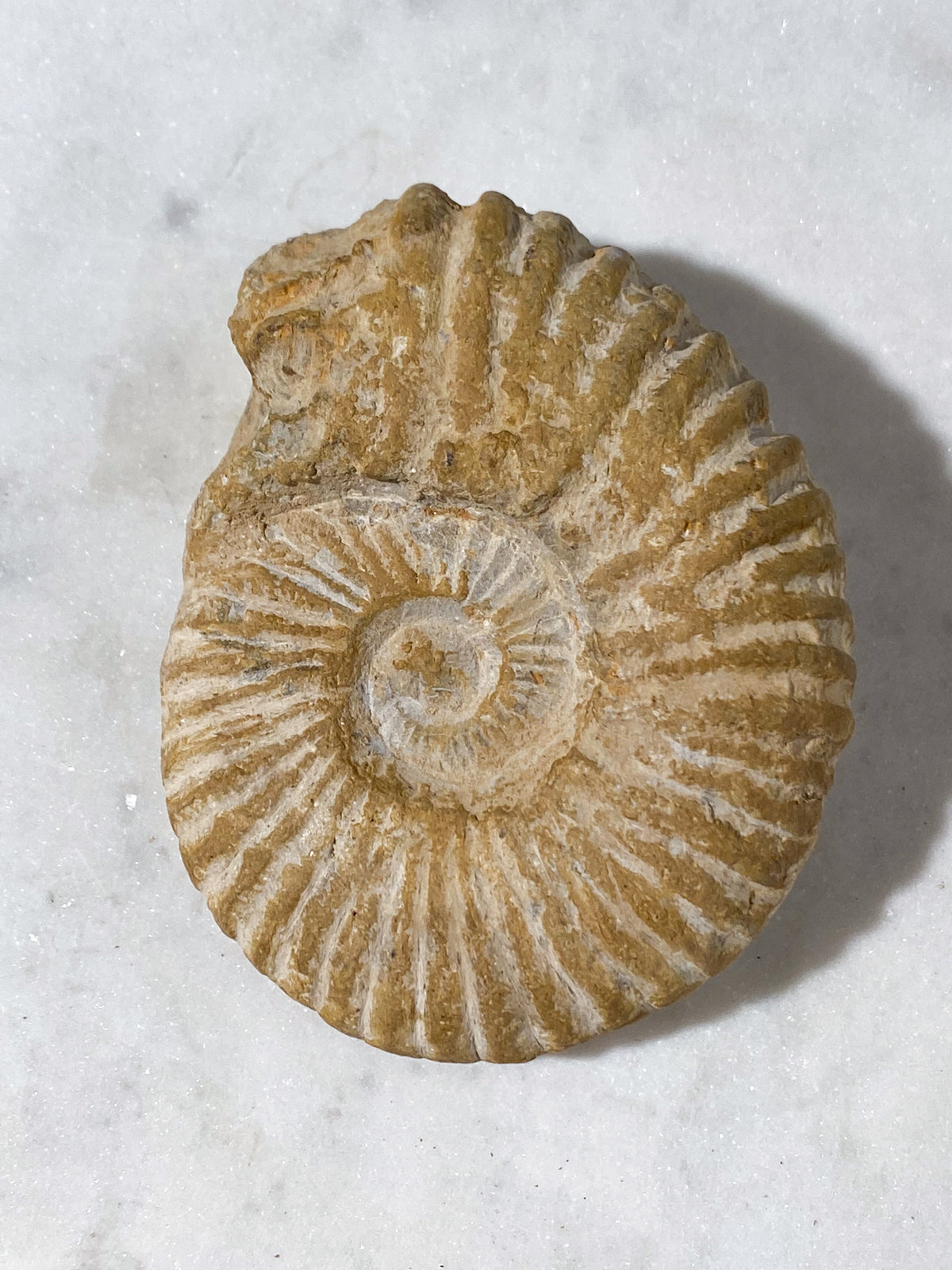 TOM (Kopia) (Kopia) (Kopia) (Kopia) (Kopia)